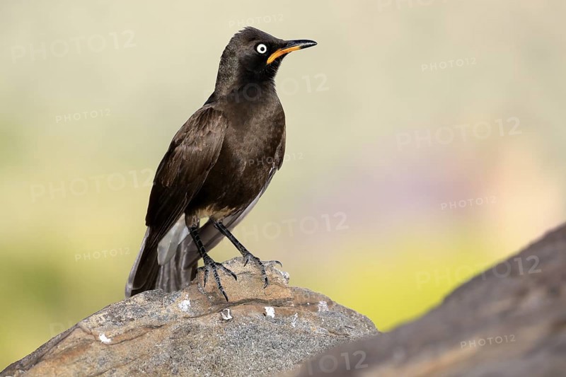 Bicoloured Glossy Starling (Lamprotornis bicolor), adult, on rocks, alert, Mountain Zebra National Park, Eastern Cape, South Africa
