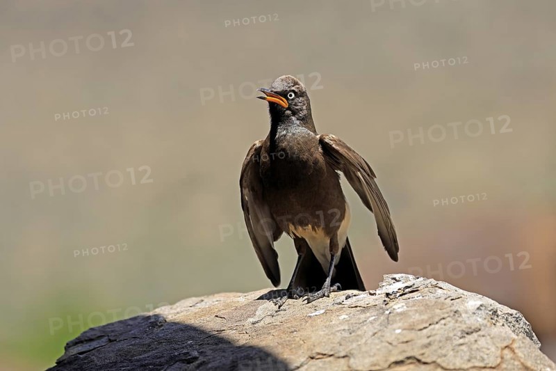 Bicoloured Glossy Starling (Lamprotornis bicolor), adult, on rocks, calling, alert, Mountain Zebra National Park, Eastern Cape, South Africa