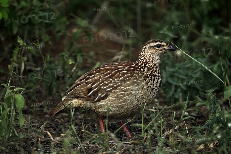 Crested Francolin (Ortygornis sephaena), adult, on the ground, alert, foraging, Kruger, Kruger National Park, South Africa