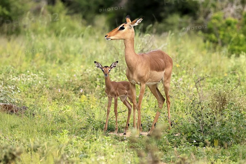Black heeler antelope (Aepyceros melampus), impala, adult, female, young animal, mother with young animal, Kruger, Kruger National Park, South Africa