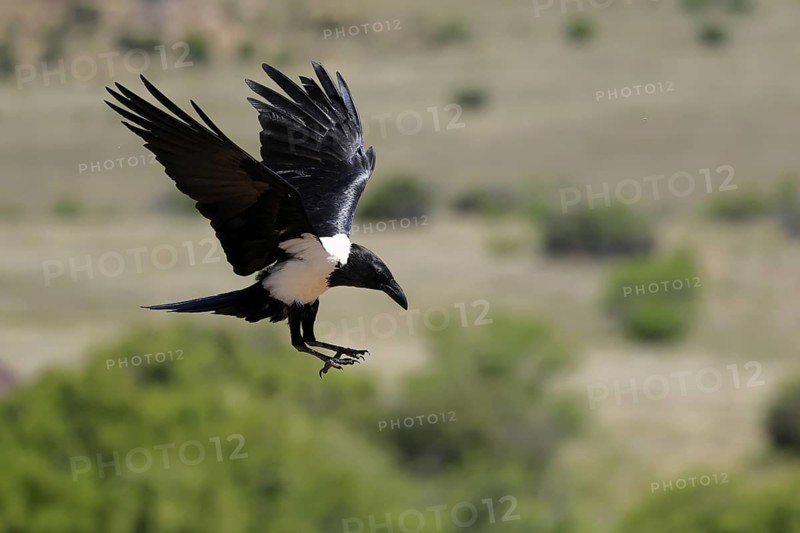 Shield raven (Corvus albus), adult, flying, Mountain Zebra National Park, South Africa