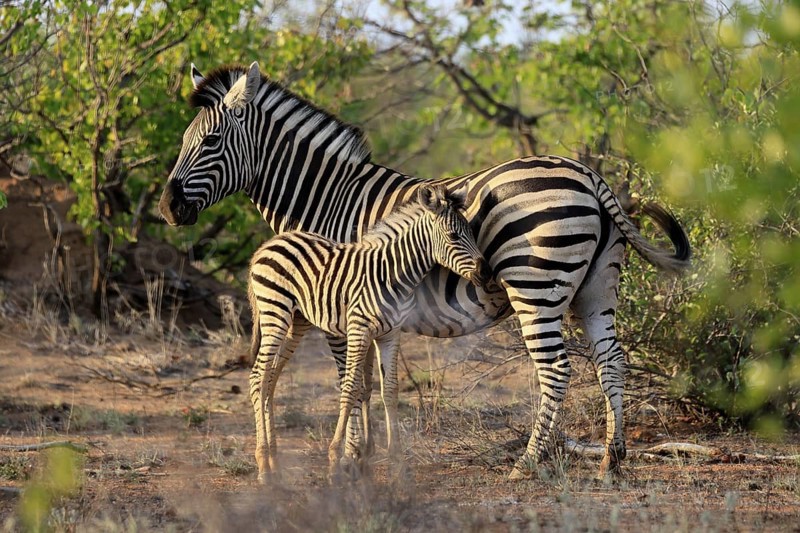 Burchell's zebra (Equus quagga burchelli), Burchell's zebra, adult, female, juvenile, mother, social behaviour, two animals, Kruger, Kruger National Park, South Africa