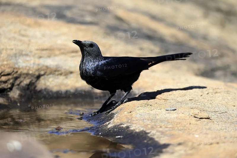 Red-winged Starling (Onychognathus morio), adult, at the water, female, drinking, Mountain Zebra National Park, South Africa