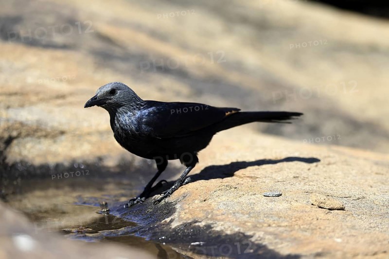 Red-winged Starling (Onychognathus morio), adult, at the water, female, Mountain Zebra National Park, South Africa