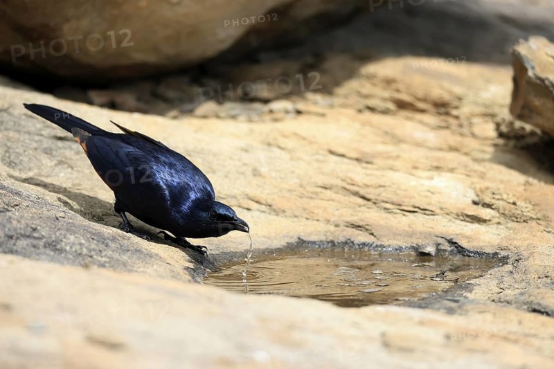 Red-winged Starling (Onychognathus morio), adult, male, at the water, drinking, Mountain Zebra National Park, South Africa