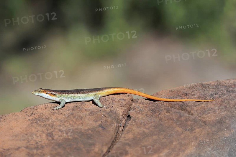 Rainbow skink (Trachylepis margaritifera), adult, male, on rocks, foraging, Kruger, Kruger National Park, South Africa