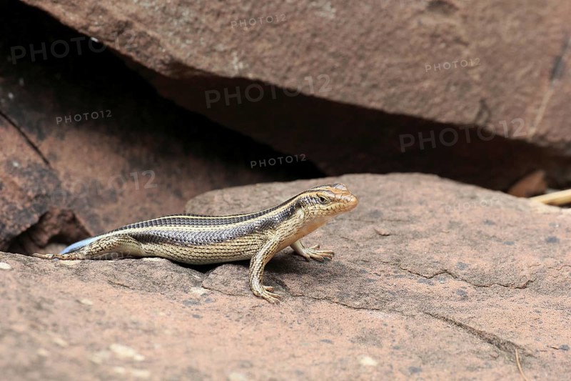 Rainbow skink (Trachylepis margaritifera), adult, female, at the den, foraging, Kruger, Kruger National Park, South Africa