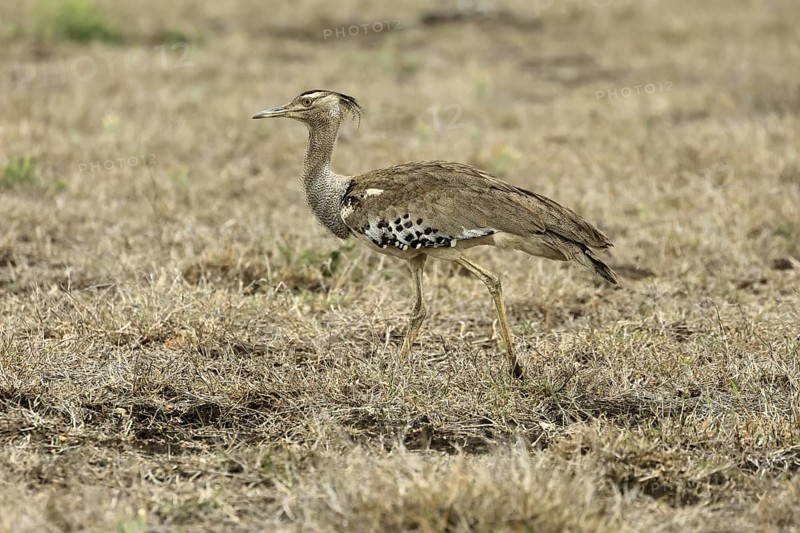 Kori Bustard (Ardeotis kori), Kori Bustard, adult, foraging, alert, Kruger, Kruger National Park, South Africa