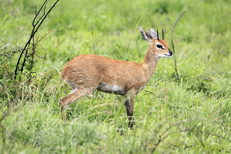 Steenbok (Raphicerus campestris), adult, male, foraging, vigilant, dwarf antelope, Kruger, Kruger National Park, South Africa