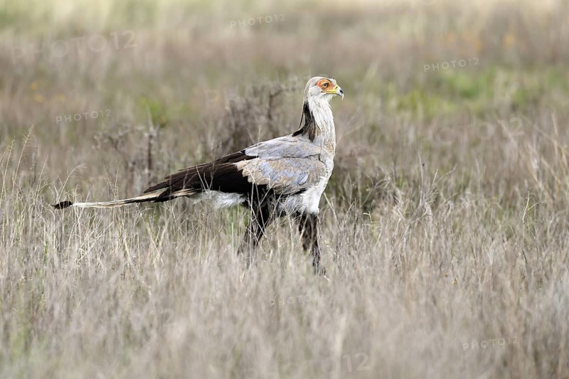 Secretary (Sagittarius serpentarius), adult, foraging, alert, Mountain Zebra National Park, Eastern Cape, South Africa