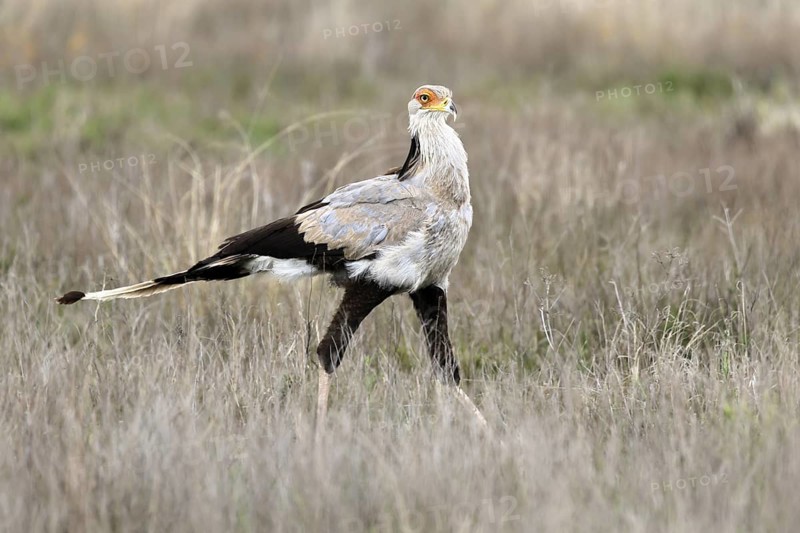 Secretary (Sagittarius serpentarius), adult, running, foraging, alert, Mountain Zebra National Park, Eastern Cape, South Africa