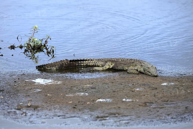 Nile crocodile (Crocodylus niloticus), adult, on land, in the water, resting, Kruger, Kruger National Park, South Africa