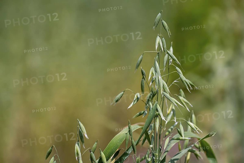 Common oat (Avena sativa), close-up of spikelets, cereal grain used for human consumption and as livestock feed