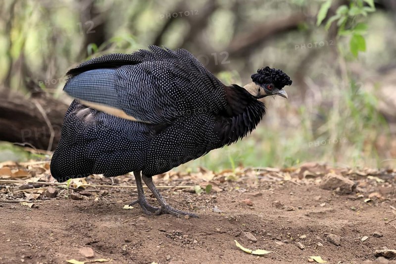 Ruffed guinea fowl (Guttera pucherani), adult, on the ground, grooming, Kruger, Kruger National Park, South Africa