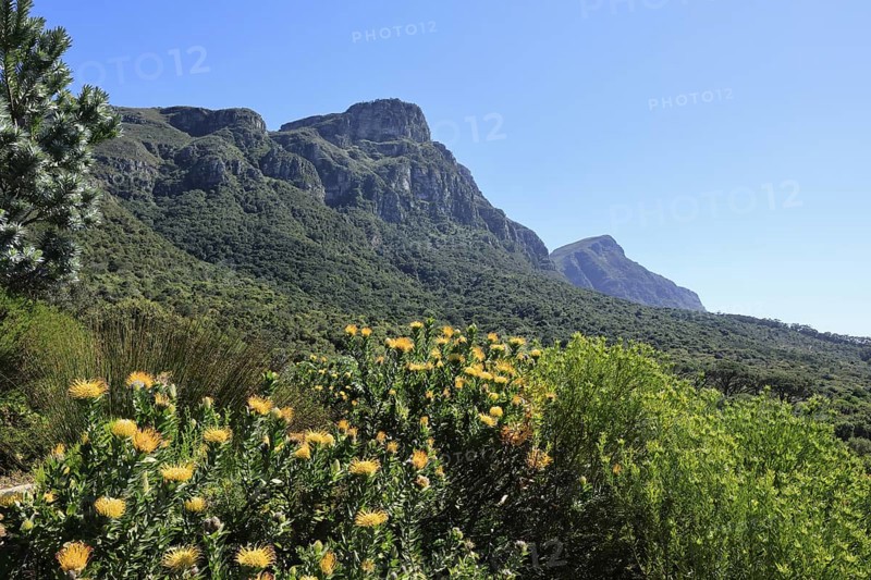 Kirstenbosch Botanical Garden, landscape, lush vegetation, in spring, flowers, blooming, blossoms, pincushion protea, Cape Town, South Africa