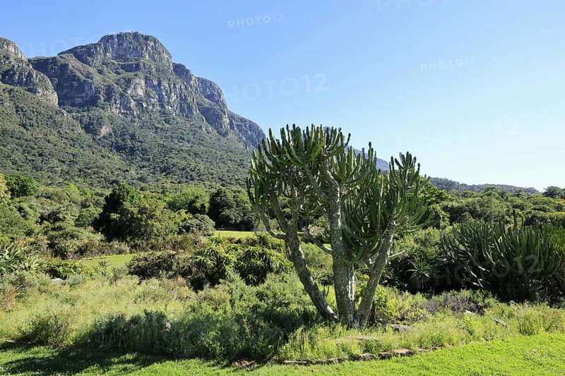 Kirstenbosch Botanical Garden, landscape, lush vegetation, in spring, Cape Town, South Africa