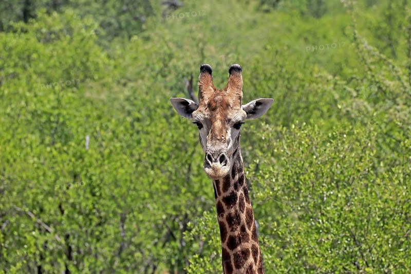 Cape giraffe (Giraffa camelopardalis giraffa), adult, portrait, alert, Kruger, Kruger National Park, South Africa