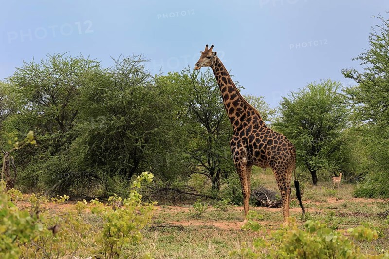 Cape giraffe, (Giraffa camelopardalis giraffa), adult, feeding, Kruger, Kruger National Park, South Africa