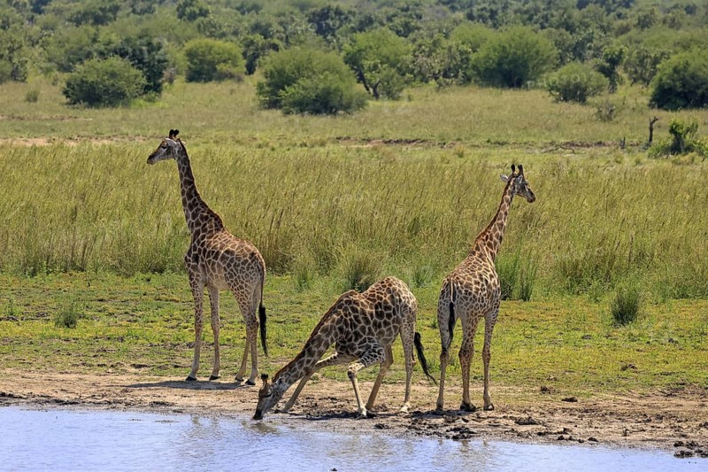 Cape giraffe (Giraffa camelopardalis giraffa), adult, three, water, drinking, Kruger, Kruger National Park, South Africa