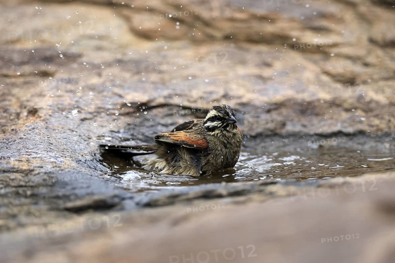 Cape Bunting (Emberiza capensis), adult, at the water, bathing, Mountain Zebra National Park, Eastern Cape, South Africa