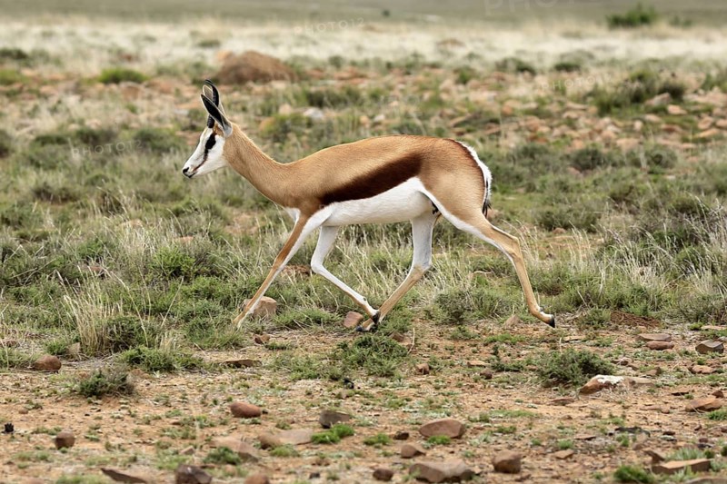 Cape springbok (Antidorcas marsupialis), adult, male, running, foraging, Mountain Zebra National Park, Eastern Cape, South Africa
