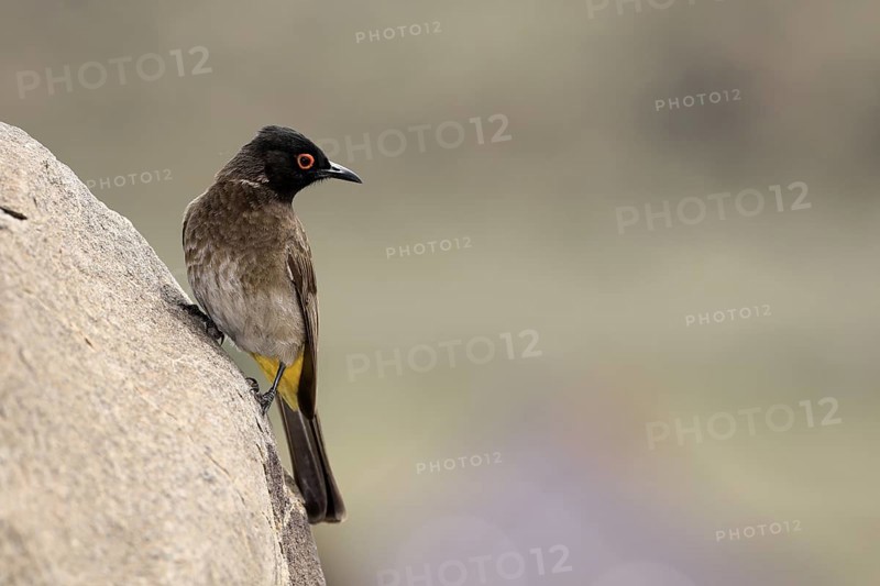 Masked Bulbul (Pycnonotus nigricans), adult, alert, on rocks, Mountain Zebra National Park, South Africa