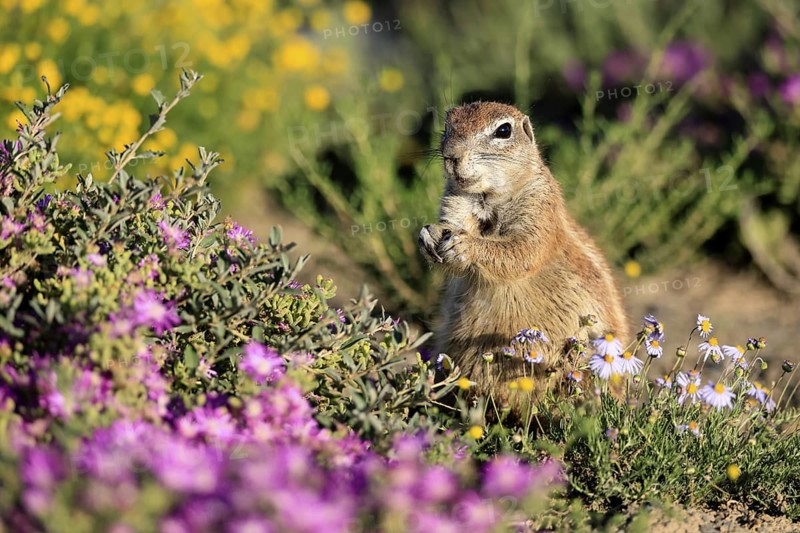 Cape bristle-thighed squirrel (Xerus inauris), adult, standing upright, feeding, flower meadow, Mountain Zebra National Park, Eastern Cape, South Africa
