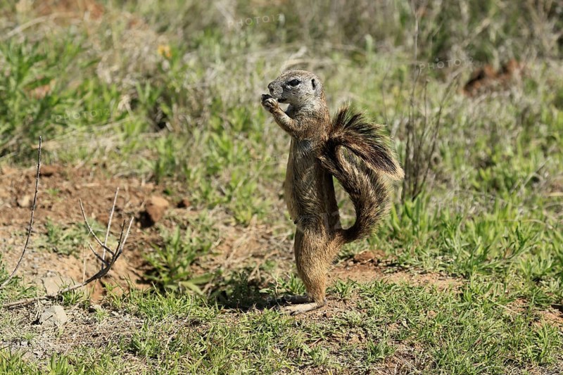 Cape bristle-thighed squirrel (Xerus inauris), adult, alert, standing upright, feeding, Mountain Zebra National Park, Eastern Cape, South Africa
