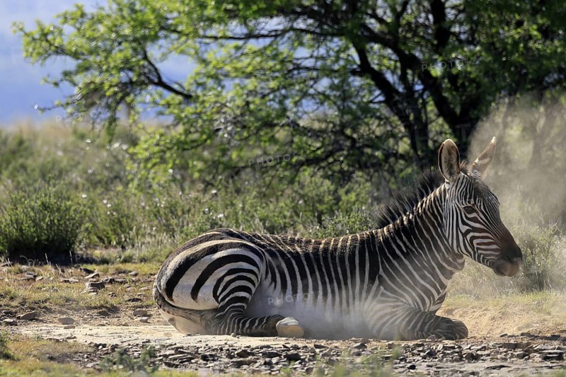 Cape Mountain Zebra (Equus zebra zebra), adult, sand bath, grooming, Mountain Zebra National Park, Eastern Cape, South Africa