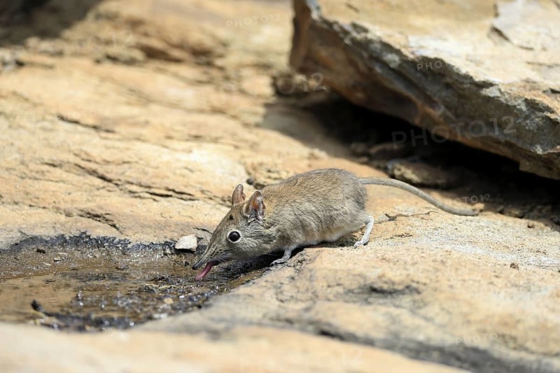 Short-eared elephant shrew (Macroscelides probosideus), adult, at the water, drinking, Mountain Zebra National Park, Eastern Cape, South Africa