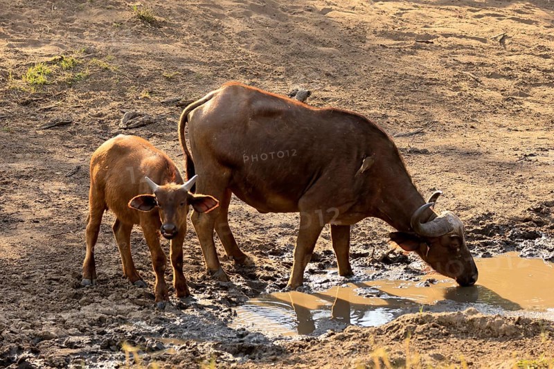 Cape buffalo (Syncerus caffer), adult, female, juvenile, drinking, water, Kruger, Kruger National Park, South Africa