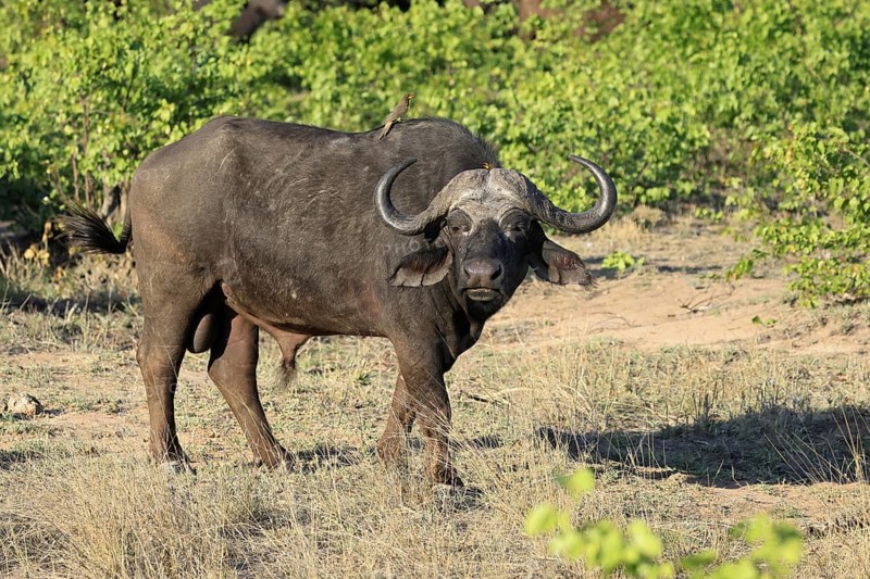 Cape buffalo (Syncerus caffer), adult, male, alert, foraging, Kruger, Kruger National Park, South Africa