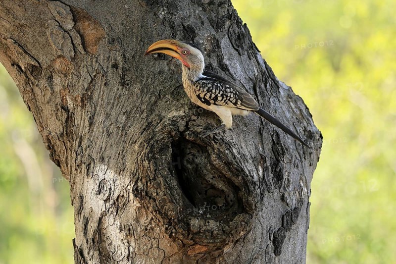 Southern Yellow-billed Hornbill (Tockus leucomelas), Red-ringed Hornbill, adult, male, at breeding den, alert, Kruger, Kruger National Park, South Africa