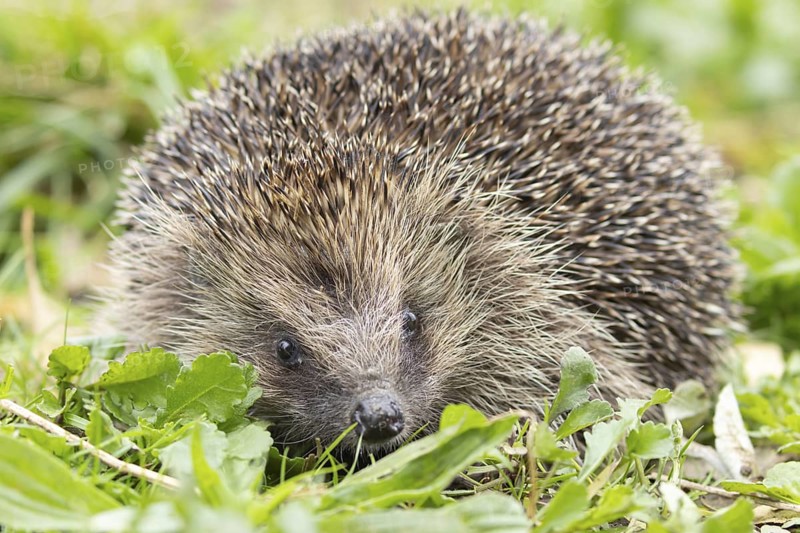 European hedgehog (Erinaceus europaeus) adult animal in an urban garden, England, United Kingdom