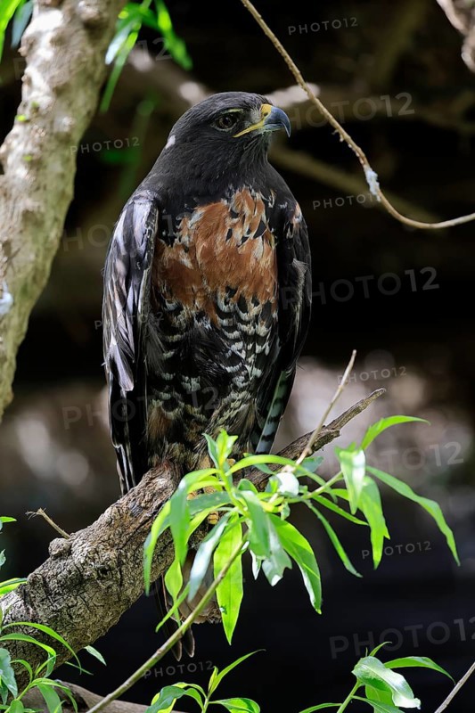 Rock Buzzard (Buteo rufofuscus), Jackal Buzzard, adult, on tree, perch, South Africa