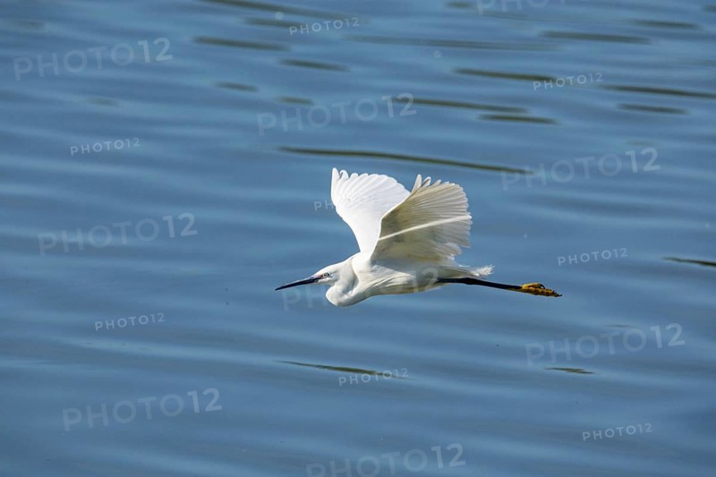 Little Egret (Egretta garzetta) Germany