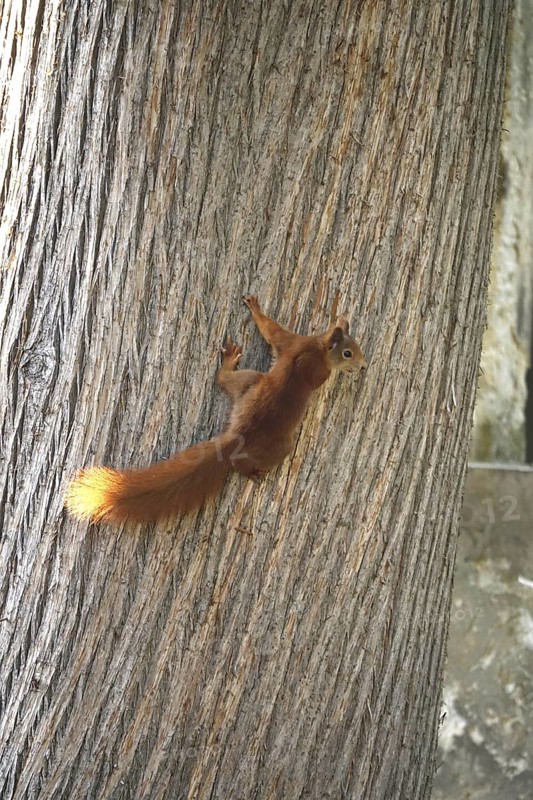 Squirrel (Sciurus vulgaris), summer, Germany