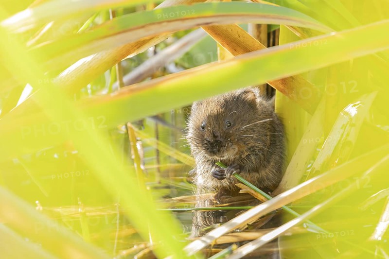 Water vole (Arvicola amphibius) adult rodent animal feeding amongst reeds in a pond in summer, Suffolk, England, United Kingdom