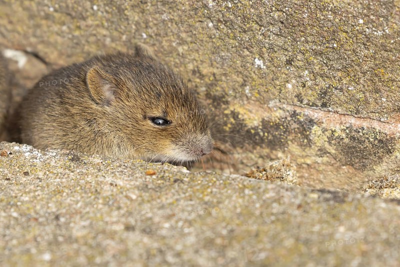 Brown rat (Rattus norvegicus) juvenile baby rodent animal emerging from a hole in an urban building, England, United Kingdom