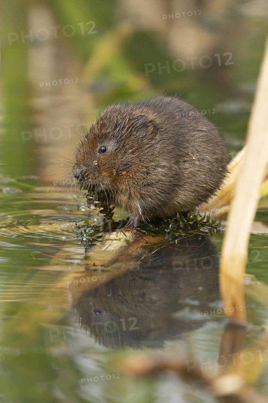 Water vole (Arvicola amphibius) adult rodent animal feeding on pond weed in a reedbed in summer, Suffolk, England, United Kingdom