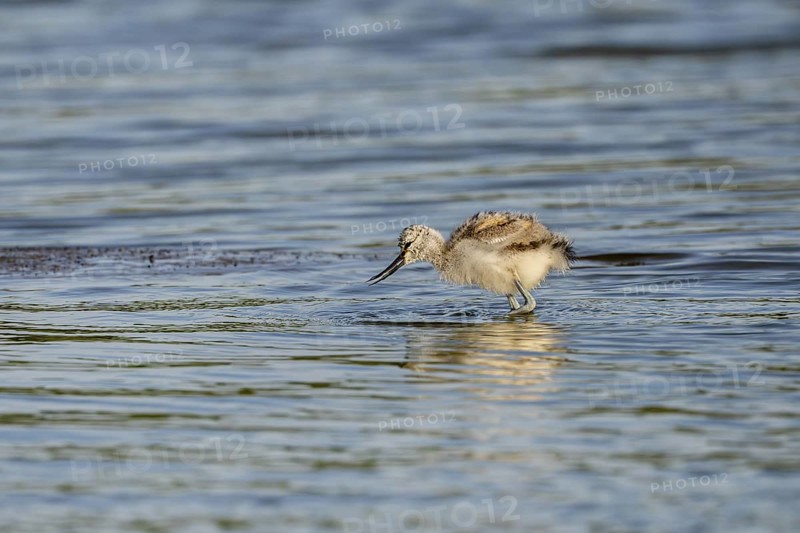Avocet (Recurvirostra avosetta), chick foraging in the water, Texel, province of North Holland, Netherlands