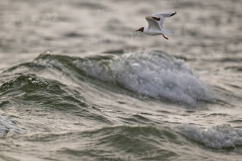 Black-headed gull (Chroicocephalus ridibundus) in summer plumage, flying above the sea surface, looking for small fish, near Hvide Sande, Ringkøbing Fjord, North Sea, Denmark