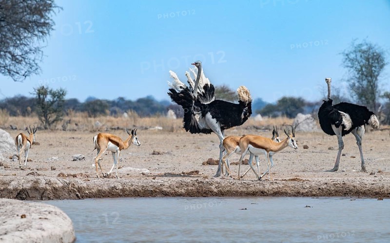 Common ostrich (Struthio camelus), two adult males at a waterhole, threatening, imposing behaviour, Nxai Pan National Park, Botswana