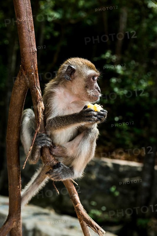 Monkey on the beach, macaque, Ao Nang Beach, Ao Nang, Krabi, Thailand