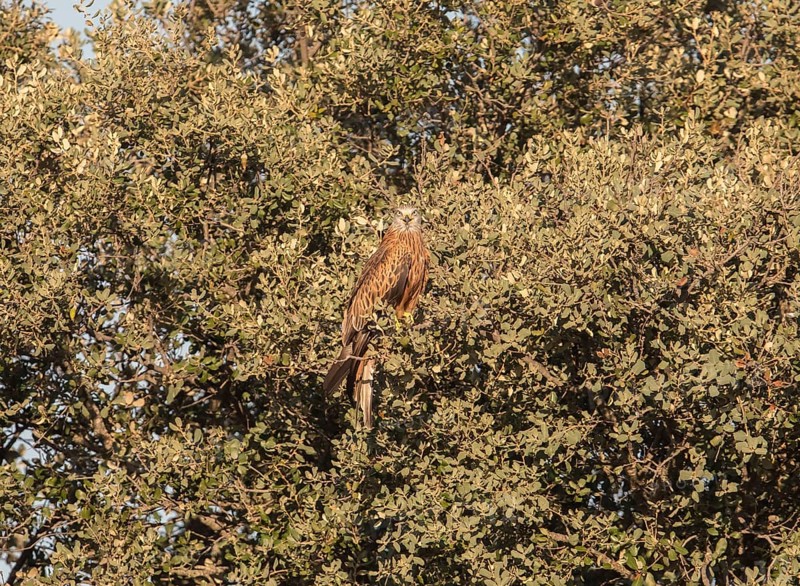 Red kite (Milvus milvus), Extremadura, Castilla La Mancha, Spain