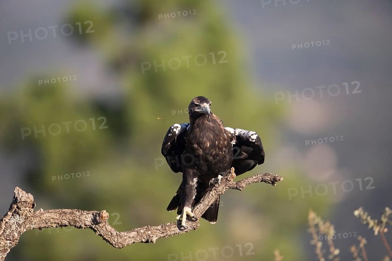 Iberian Eagle (Aquila adalberti), Spanish imperial eagle, Extremadura, Castilla La Mancha, Spain