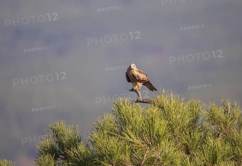 Red kite (Milvus milvus), Extremadura, Castilla La Mancha, Spain