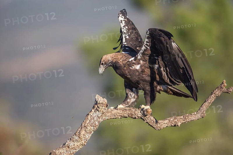 Iberian Eagle (Aquila adalberti), Spanish imperial eagle, Extremadura, Castilla La Mancha, Spain