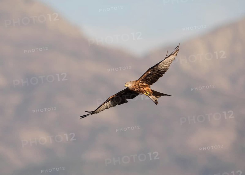 Red kite (Milvus milvus), Extremadura, Castilla La Mancha, Spain