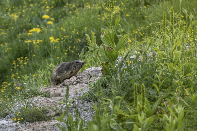 Marmot (Marmota marmota), Monte Baldo, Veneto, Italy